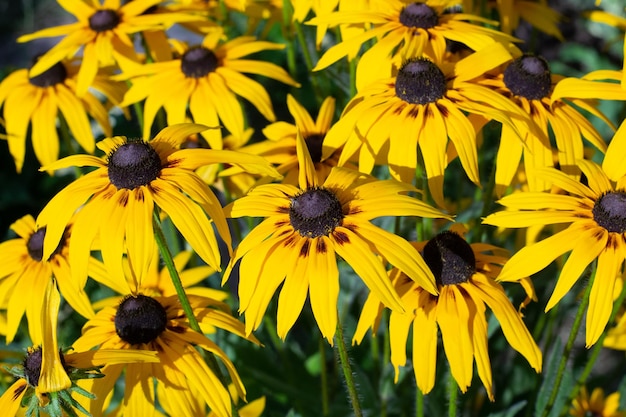 Gelbe Rudbeckia im Garten