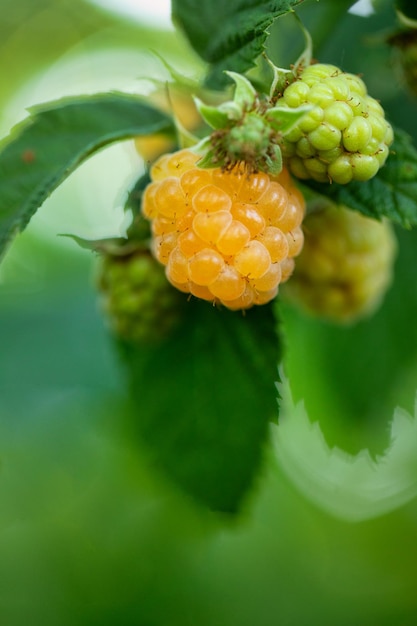 Gelbe saftige Himbeere auf einem Ast aus nächster Nähe