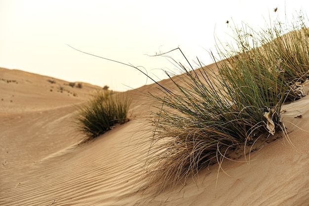 Gelbe Sanddünen in Dubai Wüste für einen Hintergrund