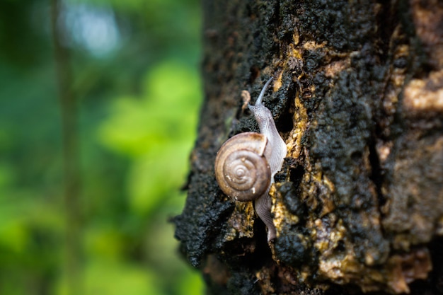 Foto gelbe schnecke auf einem grünen blatt.