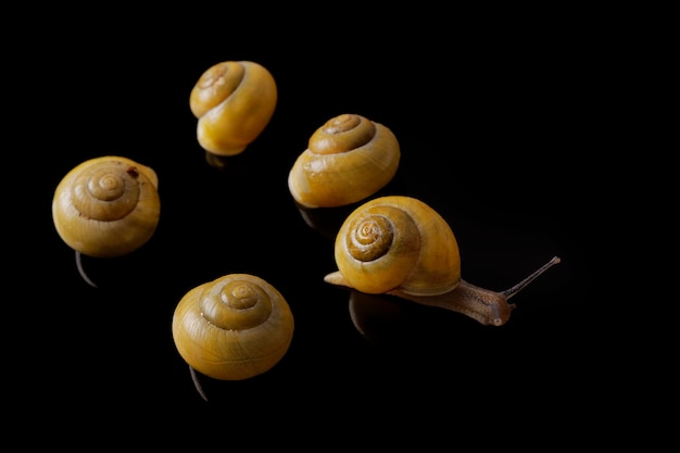 Foto gelbe schnecken posieren auf schwarzem hintergrund