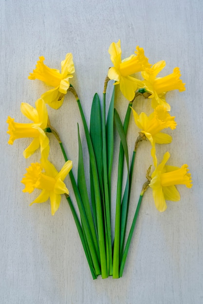 Gelbe schöne Frühlingsnarzissen auf dem Hintergrund