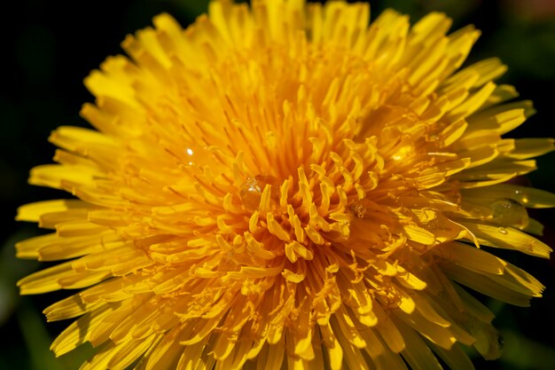 Gelbe schöne Löwenzahnblumen mit Samen