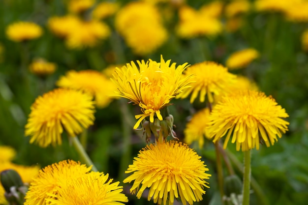 Gelbe schöne Löwenzahnblumen mit Samen