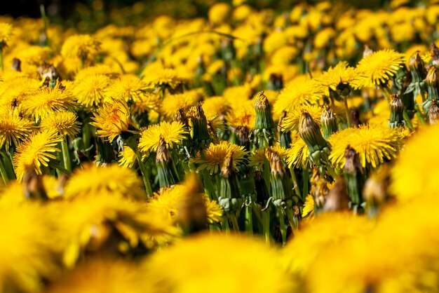 Gelbe schöne Löwenzahnblumen mit Samen