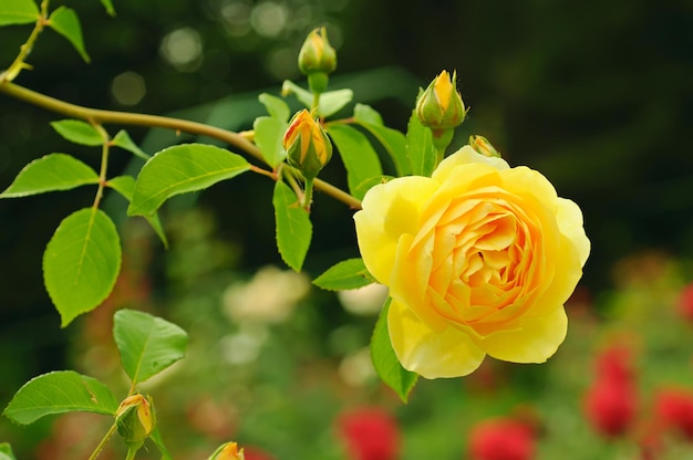 Gelbe schöne Rose, die im Garten wächst