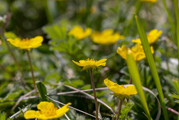 Gelbe schöne Sommerblumen im Garten nach dem Regen