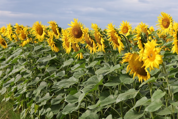 Gelbe schöne Sonnenblumenblume wächst im Sommer. Sommer schöne Landschaft.