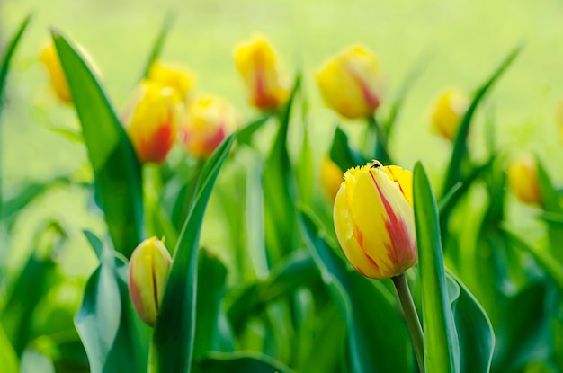 Gelbe schöne Tulpen