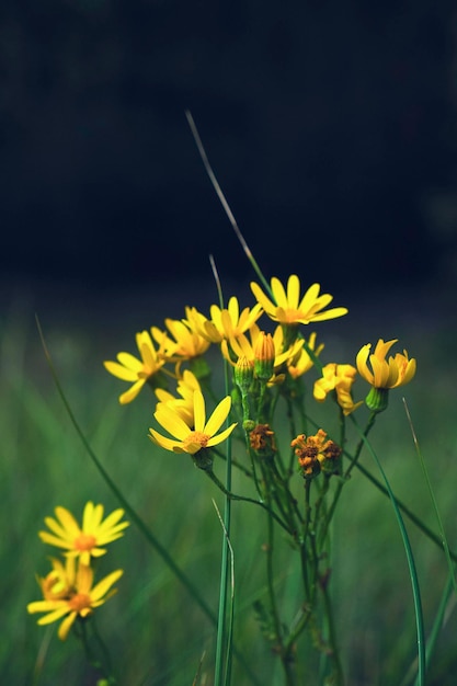 Gelbe schöne Wiesenblumen grüner Hintergrund