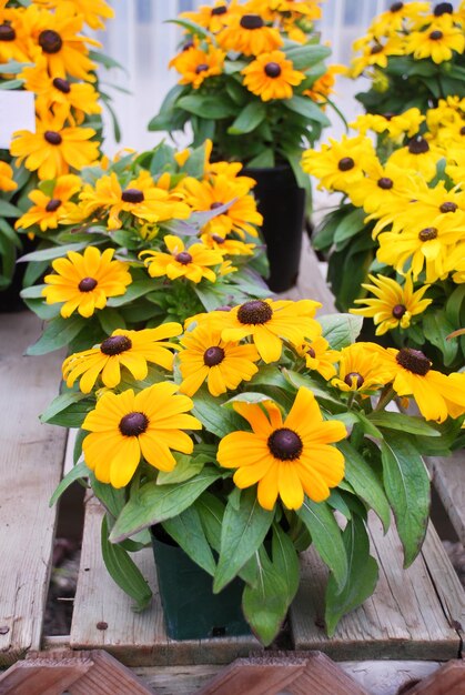 Gelbe schwarzäugige Susans Rudbeckia hirta, die in einer Topfpflanze im Sommergarten blüht