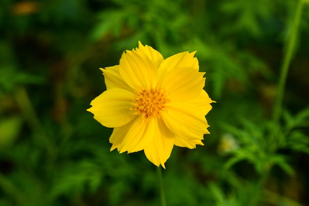 Gelbe Schwefelkosmosblume