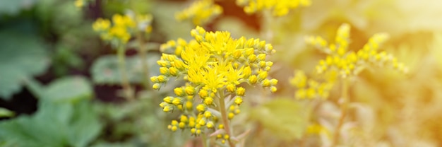 Gelbe sedum reflexum oder sedum rupestre Blume in voller Blüte auf einer Oberfläche aus grünen Blättern