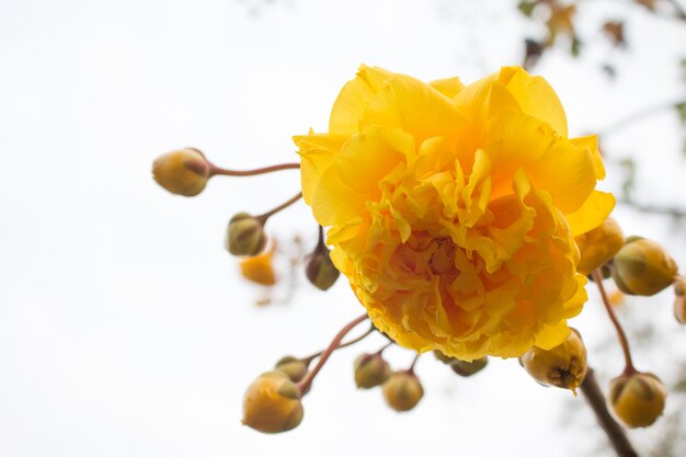 Gelbe Seide Baumwollbaum Blumen