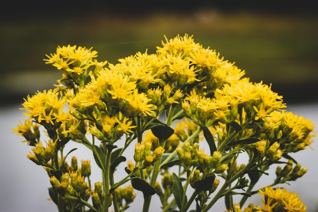 Gelbe Solidago-Nemoralis-Blüten am Ufer eines Sees