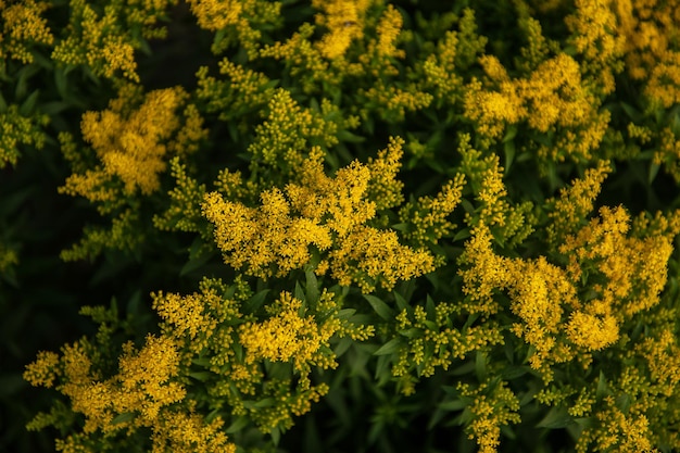 Gelbe Solidago-Praecox-Blume im blühenden Sommergarten