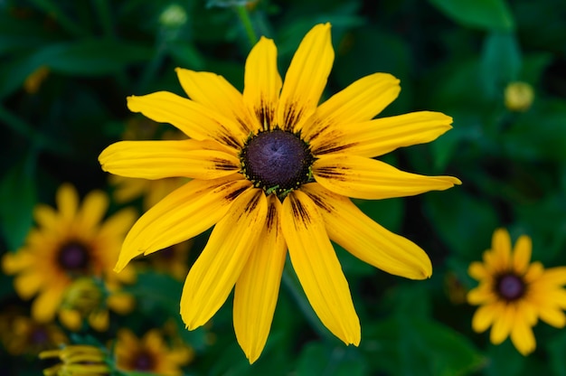 Gelbe Sommerblumen. Nahansicht.