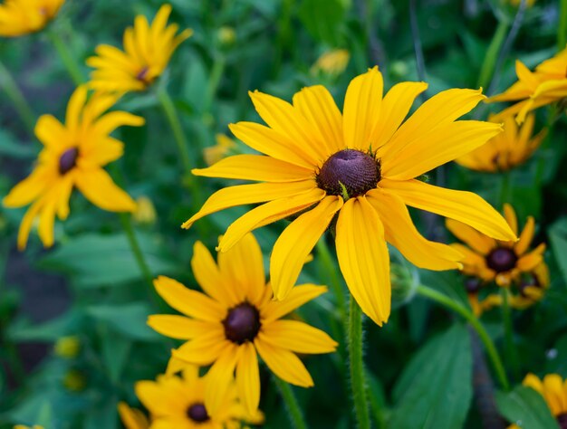 Gelbe Sommerblumen