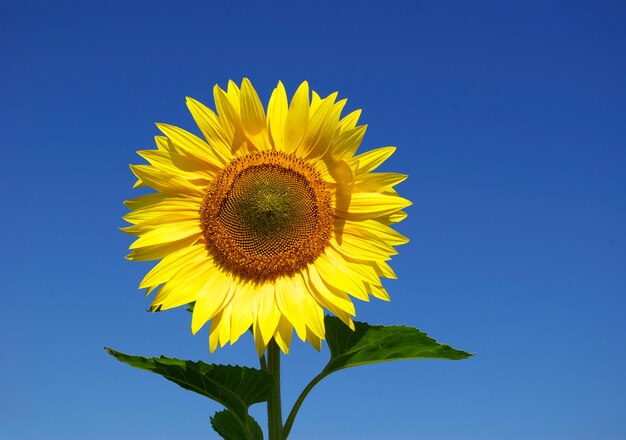 Gelbe Sonnenblume auf blauem Himmel