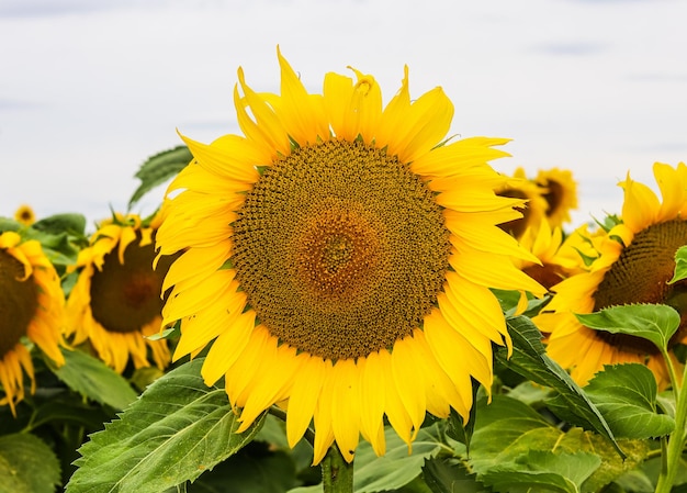 Gelbe Sonnenblume auf einem Plantagenfeld im Überfluss im Sommer