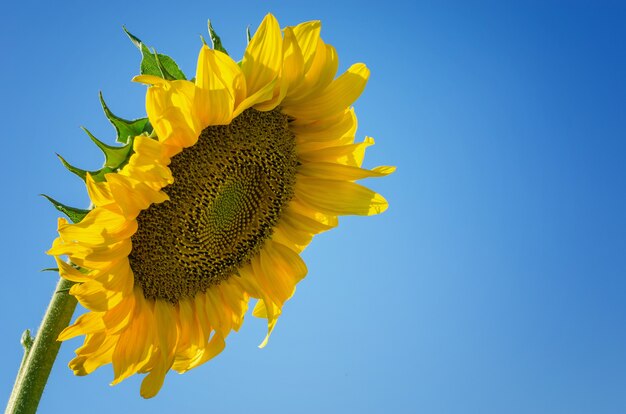 Gelbe Sonnenblume gegen den blauen Himmel