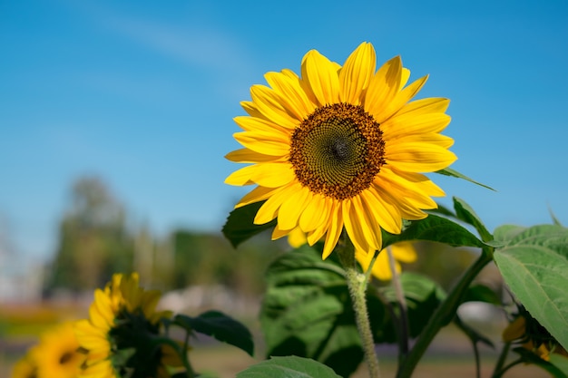 Gelbe Sonnenblume im Garten