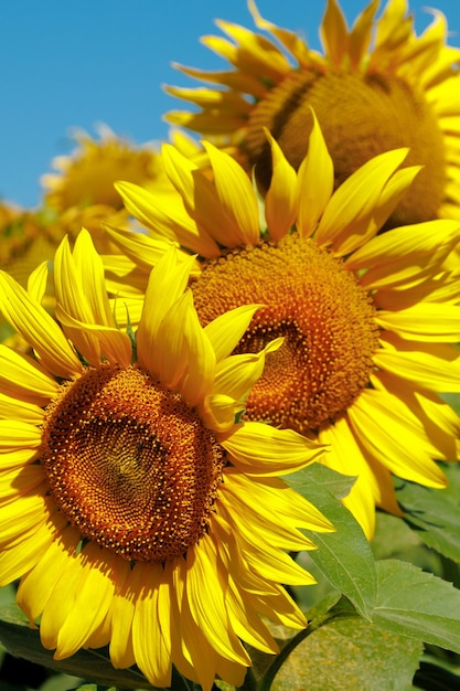 Gelbe Sonnenblume in einem Feld gegen einen strahlend blauen Himmel an einem sonnigen Tag Sonnenblume Blume Großansicht Die Sonnenblume blüht