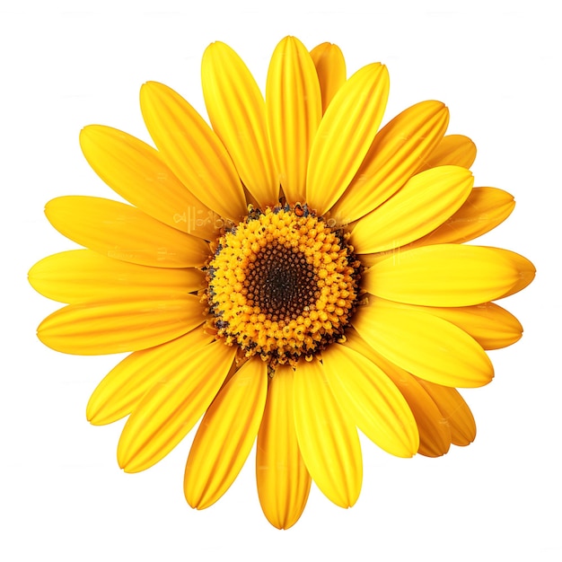 Gelbe Sonnenblume isoliert auf weißem Hintergrund