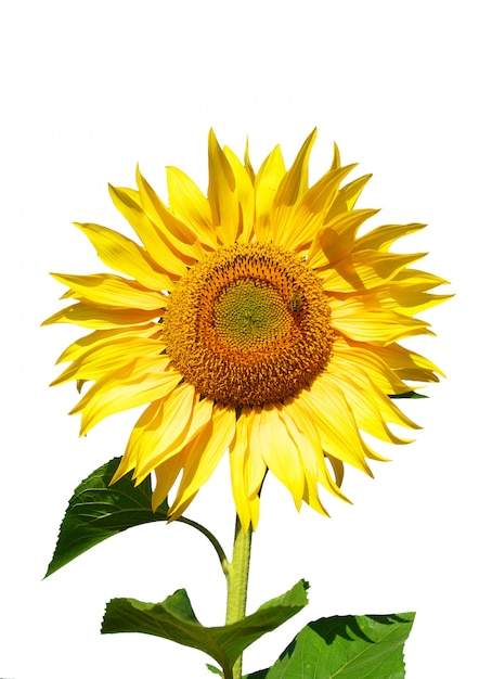 Gelbe Sonnenblume lokalisiert auf Weiß