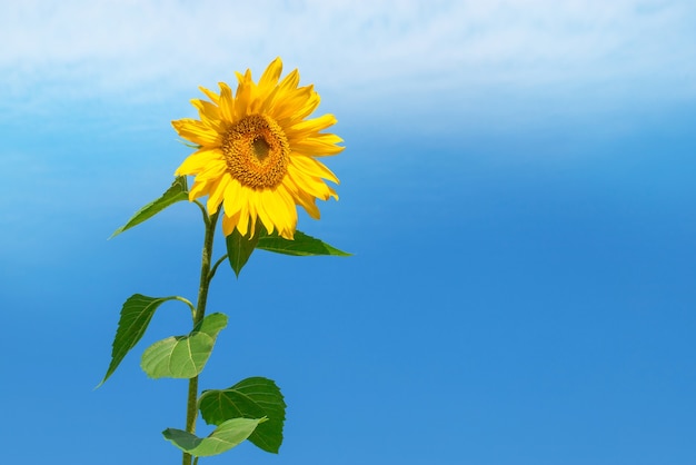 Gelbe Sonnenblume mit Blättern auf einem Hintergrund des blauen Himmels