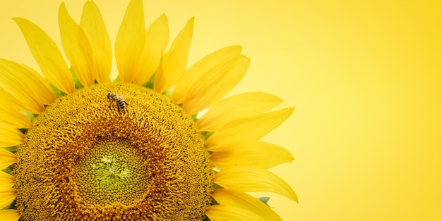 Gelbe Sonnenblume mit einer Biene, die Pollen auf gelbem Hintergrund sammelt, Nahaufnahme