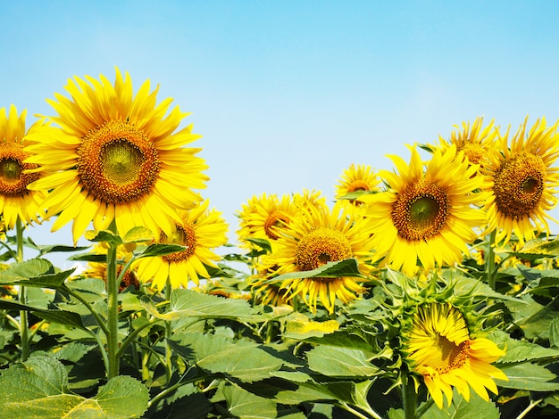 gelbe Sonnenblume über klarem blauem Himmel