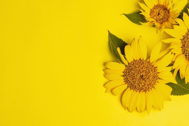 Gelbe Sonnenblumen auf leuchtend gelbem Hintergrund. Sommer helle Grußkartenvorlage, Ansicht von oben