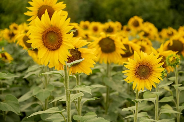 Gelbe Sonnenblumen blühen auf dem landwirtschaftlichen Gebiet aus nächster Nähe