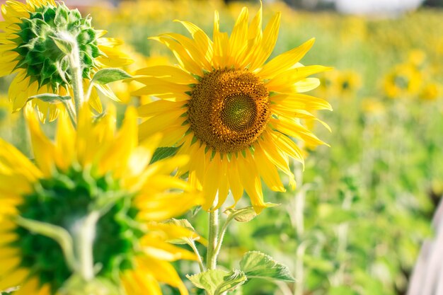 Foto gelbe sonnenblumen blühen