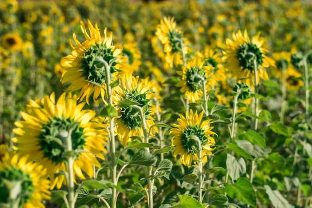 Gelbe Sonnenblumen blühen