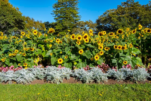 gelbe sonnenblumen im morgenhintergrund