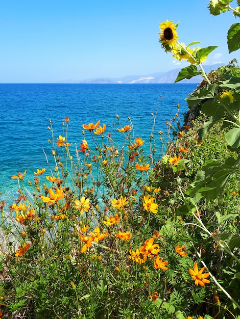 Gelbe Sonnenblumen in Kreta-Insel