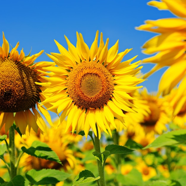 Gelbe Sonnenblumen mit grünen Blättern gegen den blauen Himmel, floraler landwirtschaftlicher Hintergrund