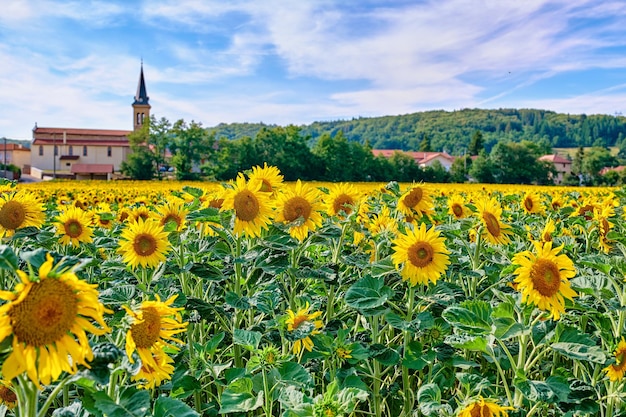 Gelbe Sonnenblumen wachsen in einer Landschaft und bewölktem Himmel Schöne landwirtschaftliche Landschaft mit vielen hellen Sommerblumen im Sonnenschein Mehrjährige Sonnenblumenpflanzen auf einem kultivierten Ackerland mit Häusern