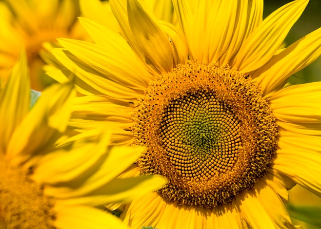 gelbe Sonnenblumen