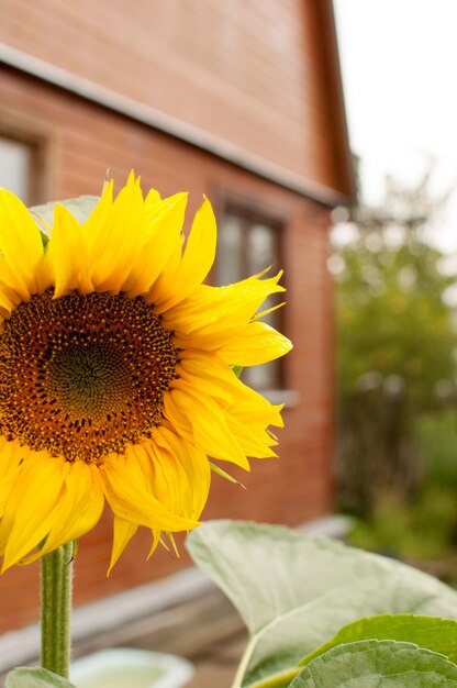 Gelbe Sonnenblumenblüte an einem dicken Stiel mit grünen Blättern