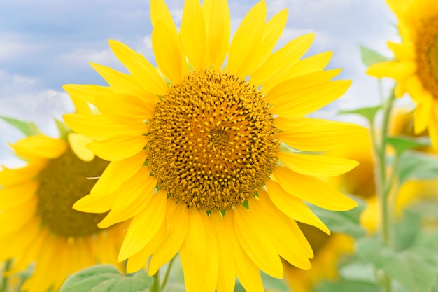 Gelbe sonnige Sonnenblumen-Nahaufnahme.