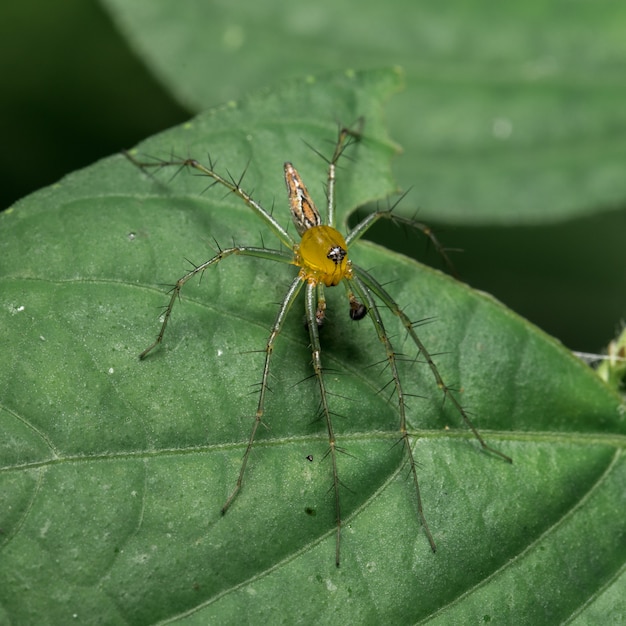 Gelbe Spinne auf Blatt