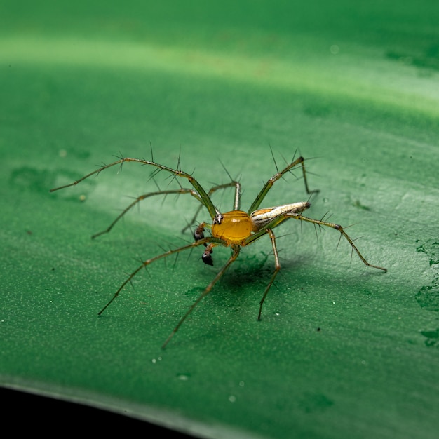 Gelbe Spinne auf dem Blatt im Garten