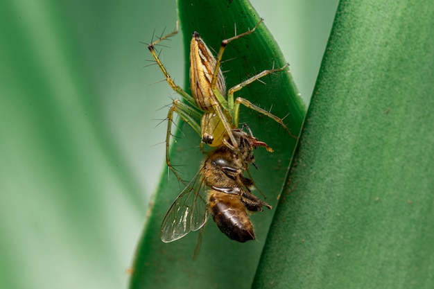 Gelbe Spinne auf dem Blatt im Garten