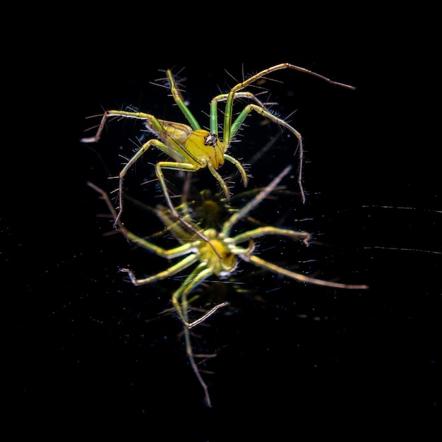 Gelbe Spinne auf schwarzer Szene