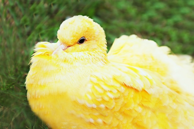 Foto gelbe taube schläft