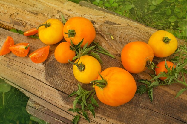 Gelbe Tomaten auf Holztisch und Plantagenhintergrund Slow Living Lifestyle