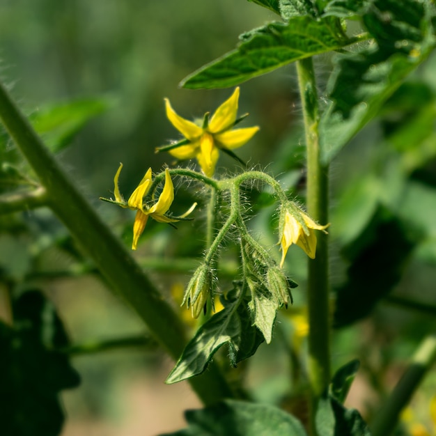 Gelbe Tomatenblumen wachsen im Garten.